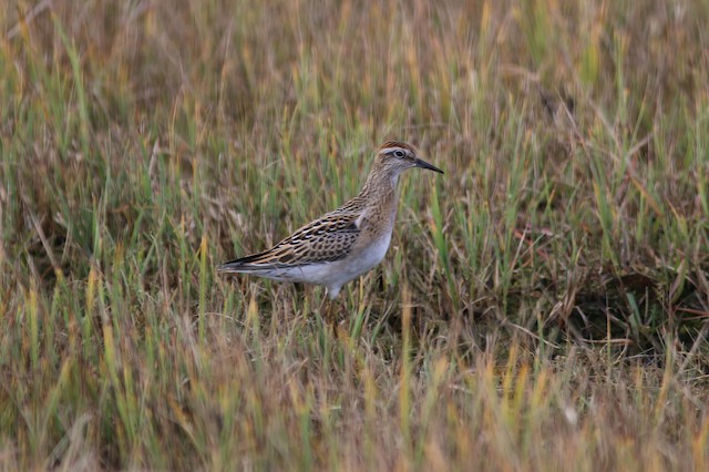 Juvenile's habitat in its fall migration in Alaska; Alaska, United States. - Sharp-tailed Sandpiper - 