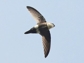  - White-tipped Swift