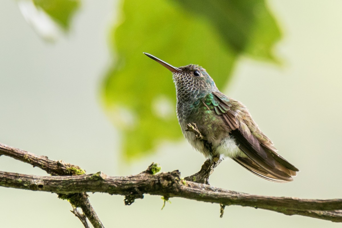 hummingbird sp. - Marvin W. Laynes