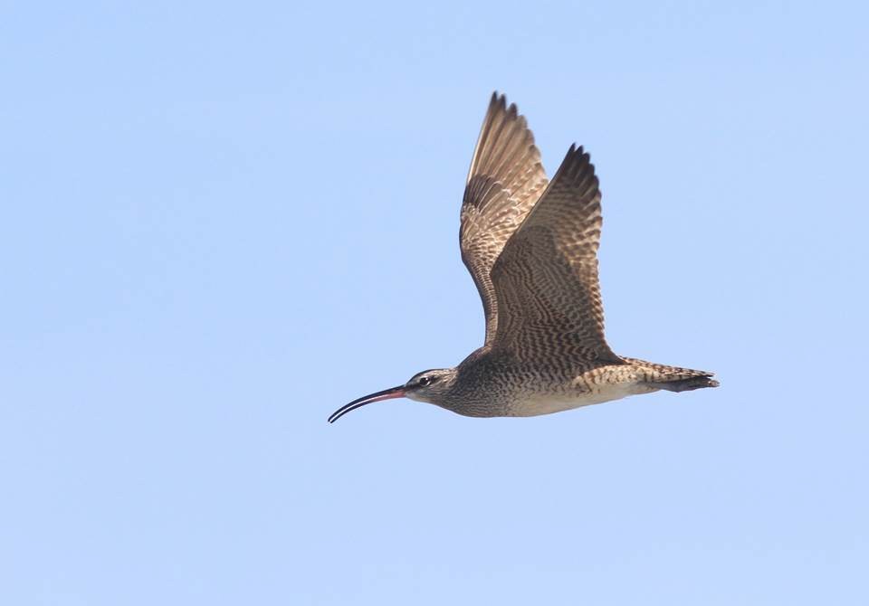 Whimbrel - Paul Marvin