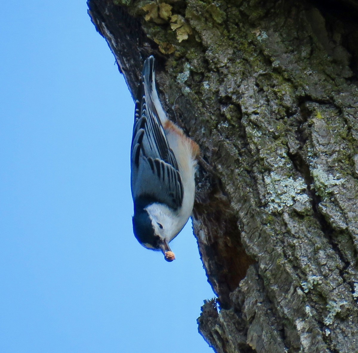 White-breasted Nuthatch - ML69445511