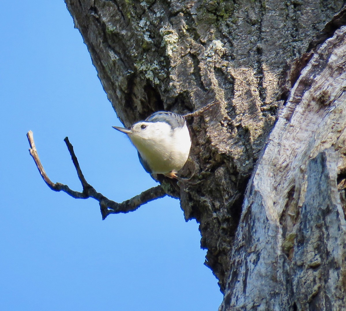 White-breasted Nuthatch - ML69445561