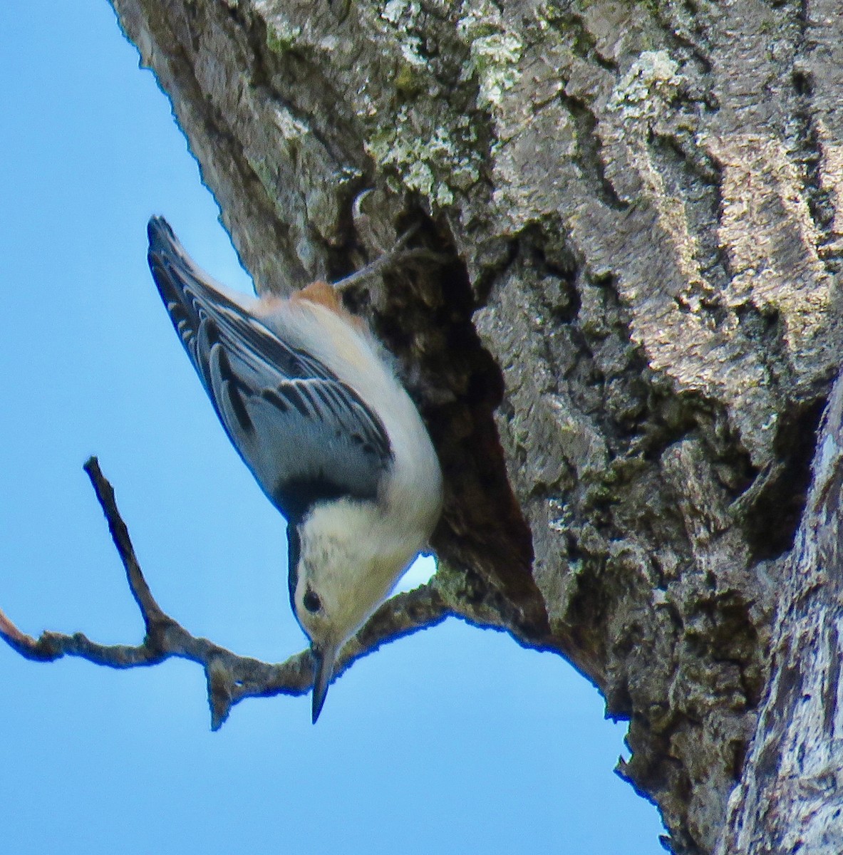 White-breasted Nuthatch - Ann Tanner