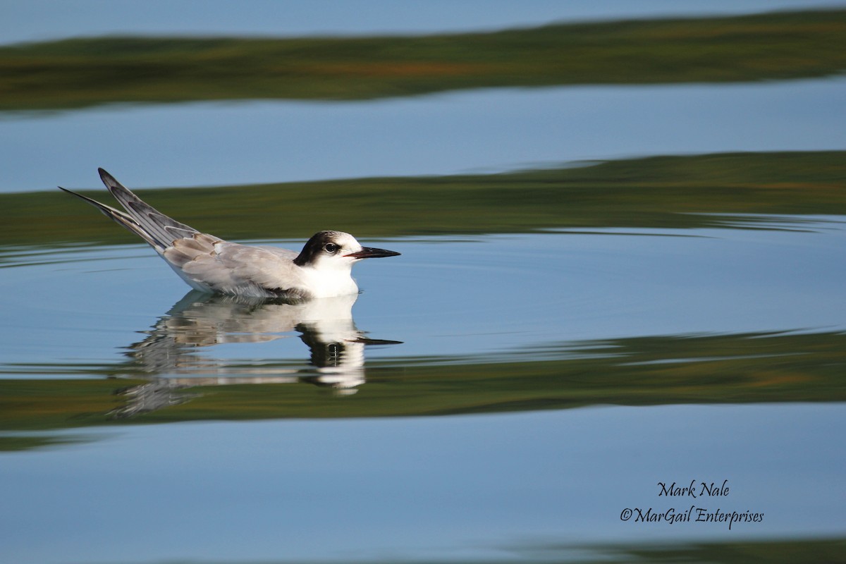 Common Tern - Mark Nale