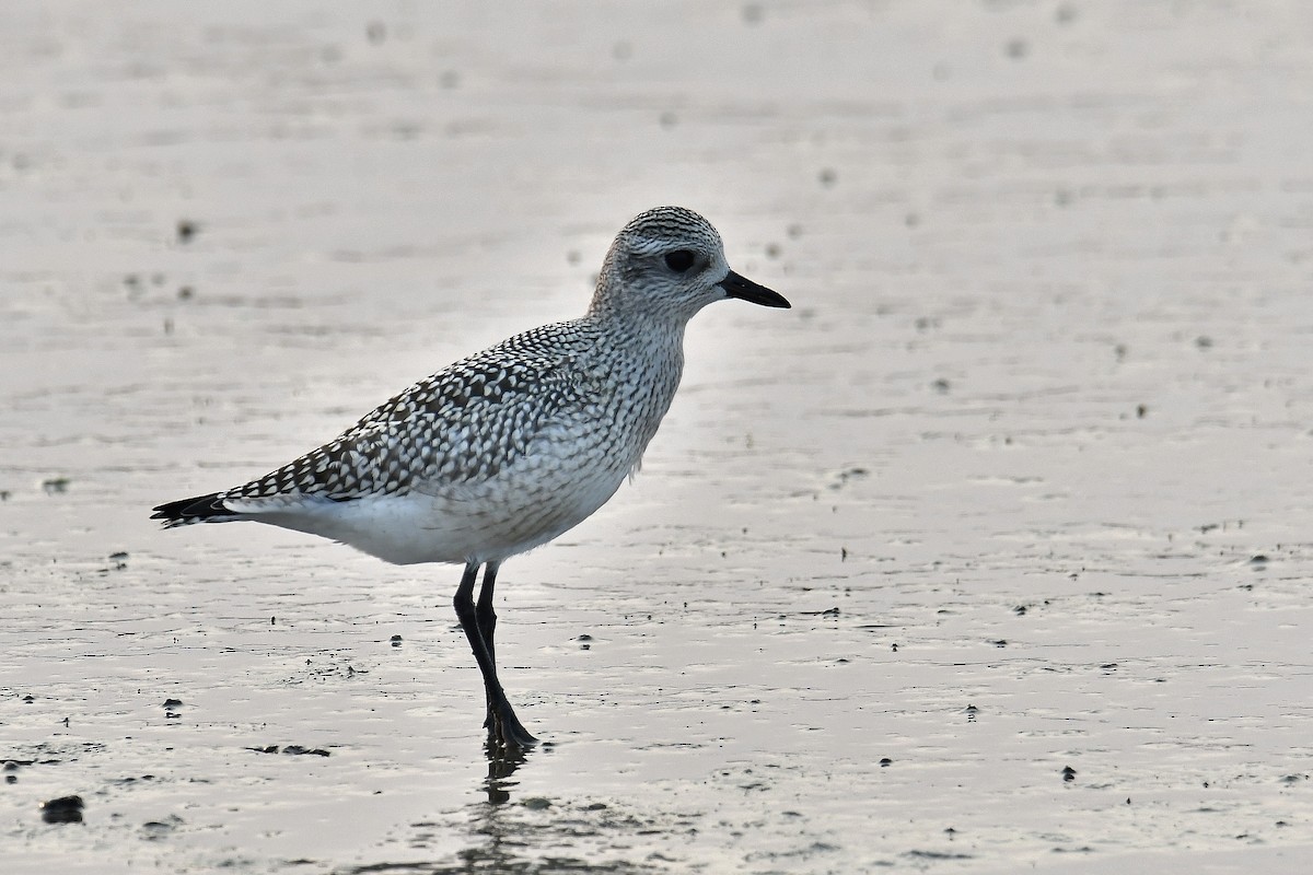 Black-bellied Plover - André Lanouette