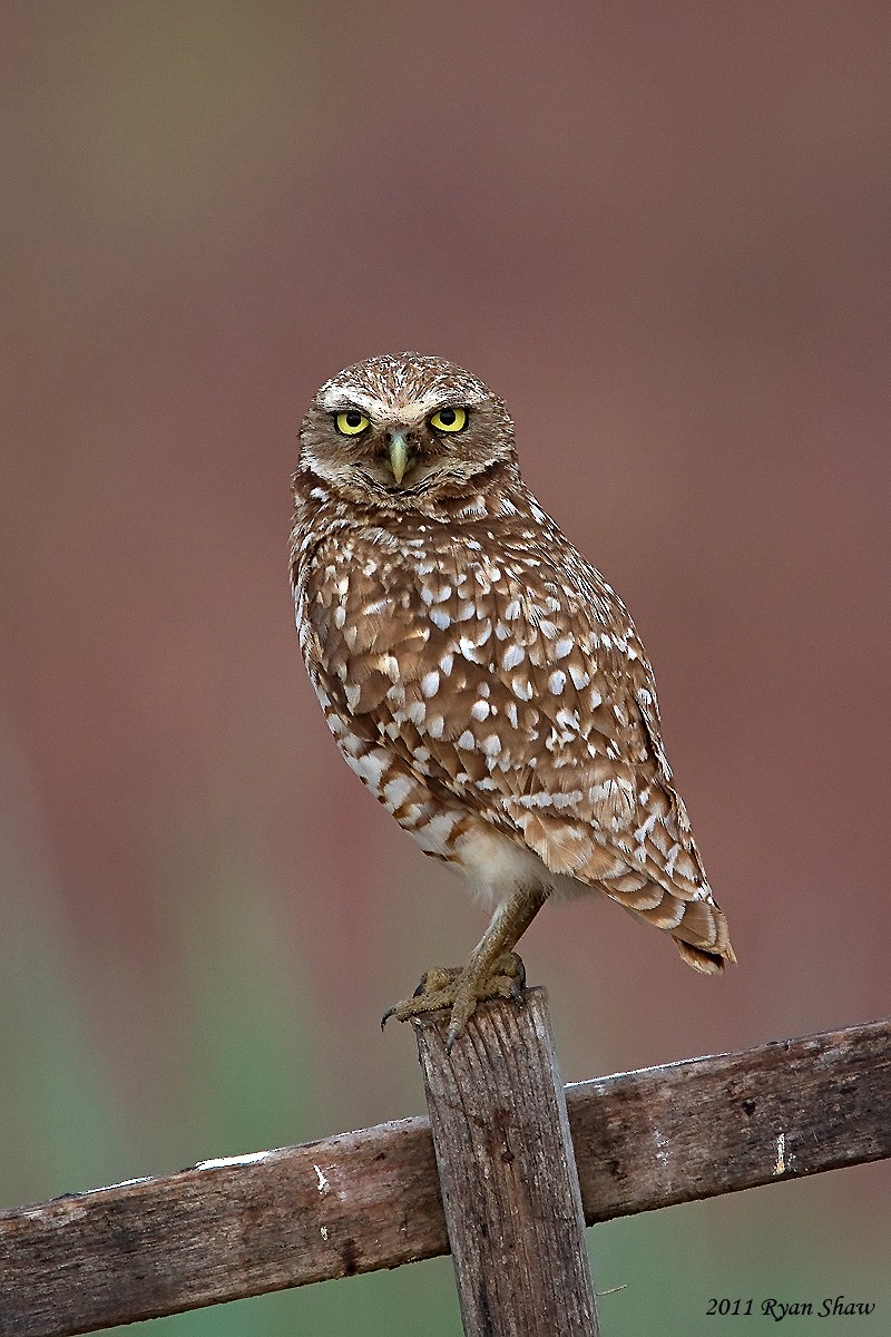 Burrowing Owl - ML69448981