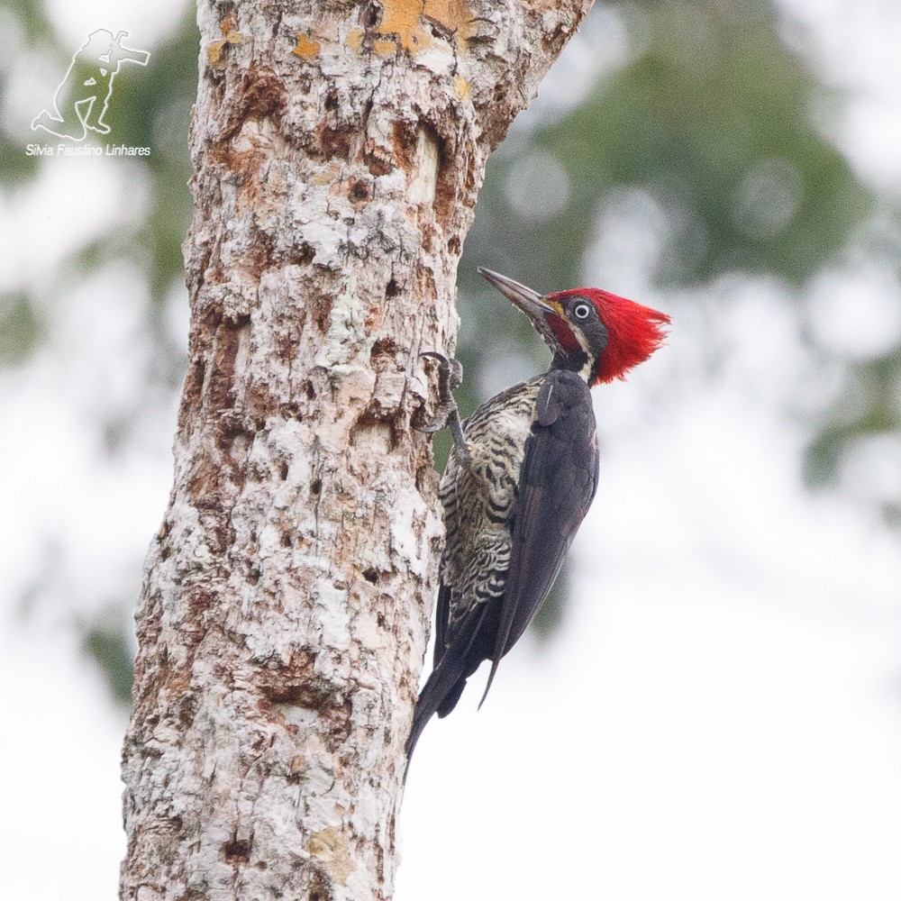 Lineated Woodpecker - Silvia Faustino Linhares