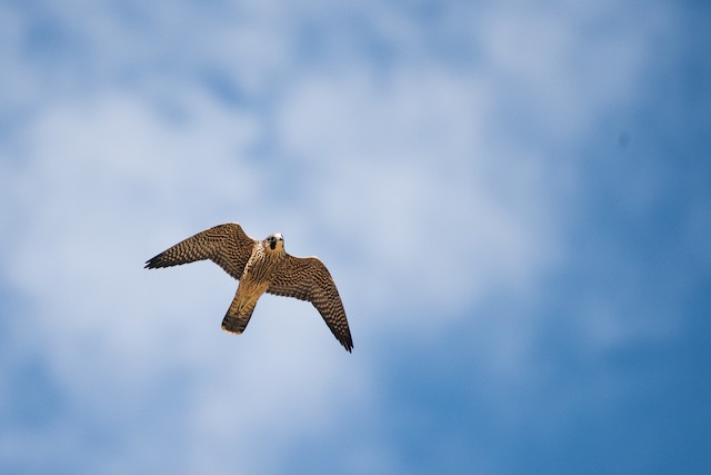 Peregrine Falcon