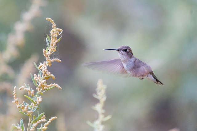 Black-chinned Hummingbird