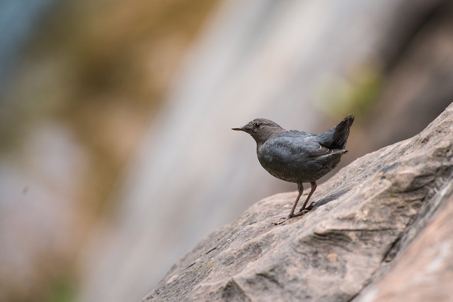 American Dipper