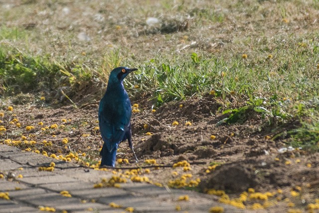 Greater Blue-eared Starling