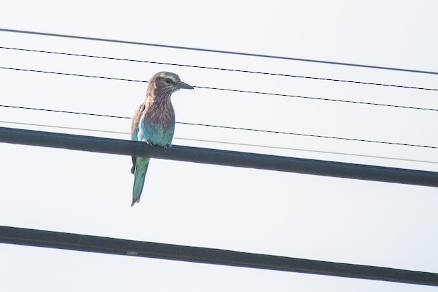 Lilac-breasted Roller