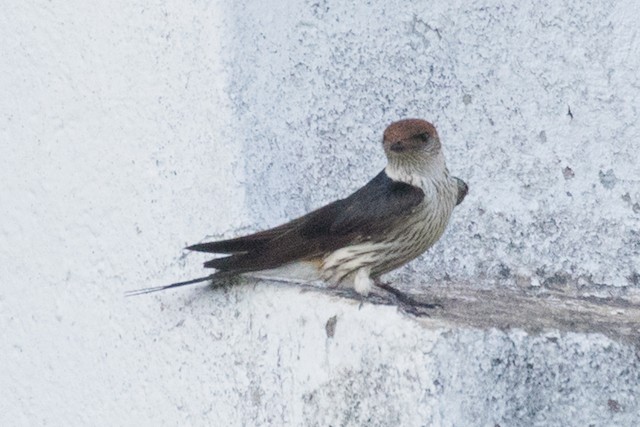 Greater Striped Swallow