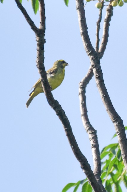 Yellow-fronted Canary