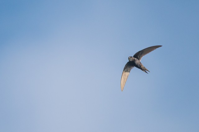 White-rumped Swift