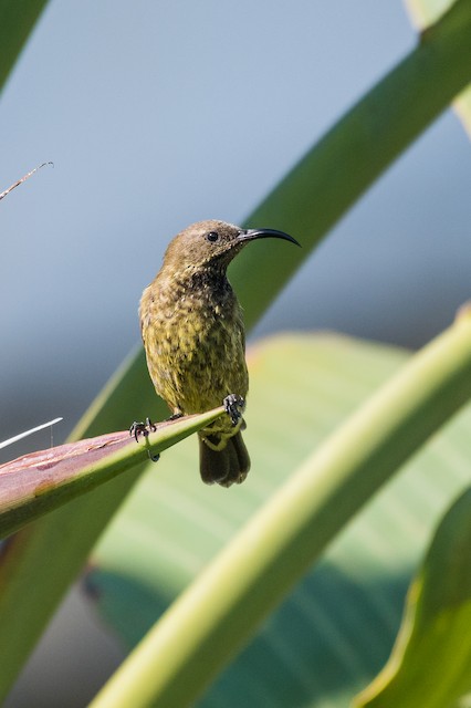 Scarlet-chested Sunbird