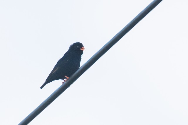 Village Indigobird