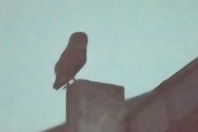Western Barn Owl