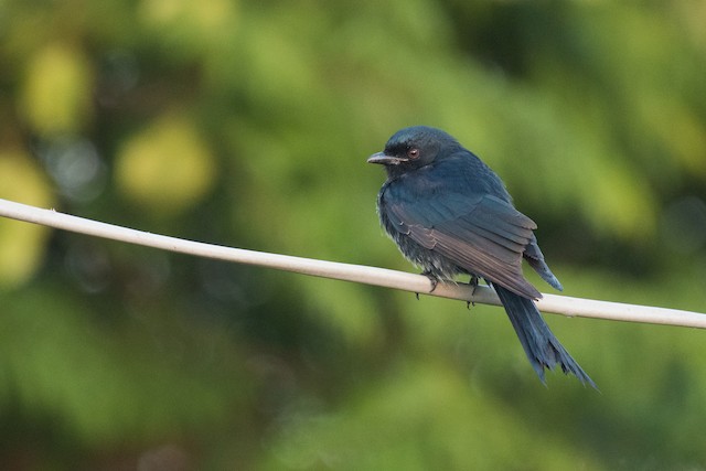 Fork-tailed Drongo