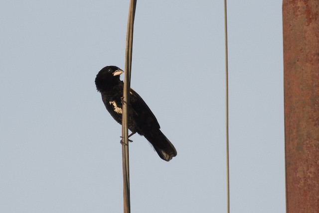 Yellow Bishop