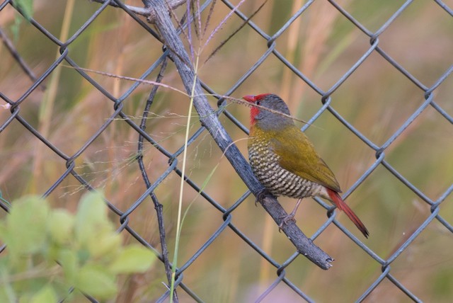 Green-winged Pytilia