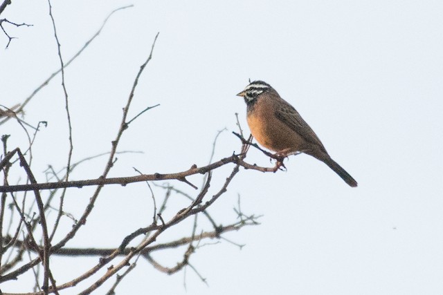 Cinnamon-breasted Bunting