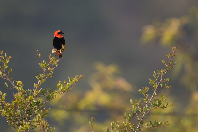 Southern Red Bishop