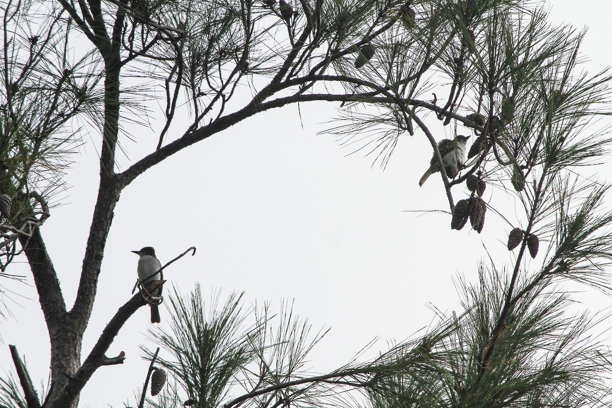 Loggerhead Kingbird (Hispaniolan) - Pam Rasmussen