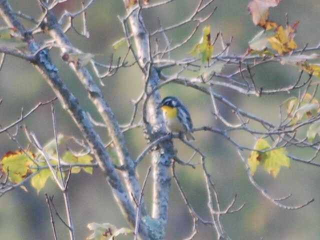 Yellow-throated Warbler - ML69469101