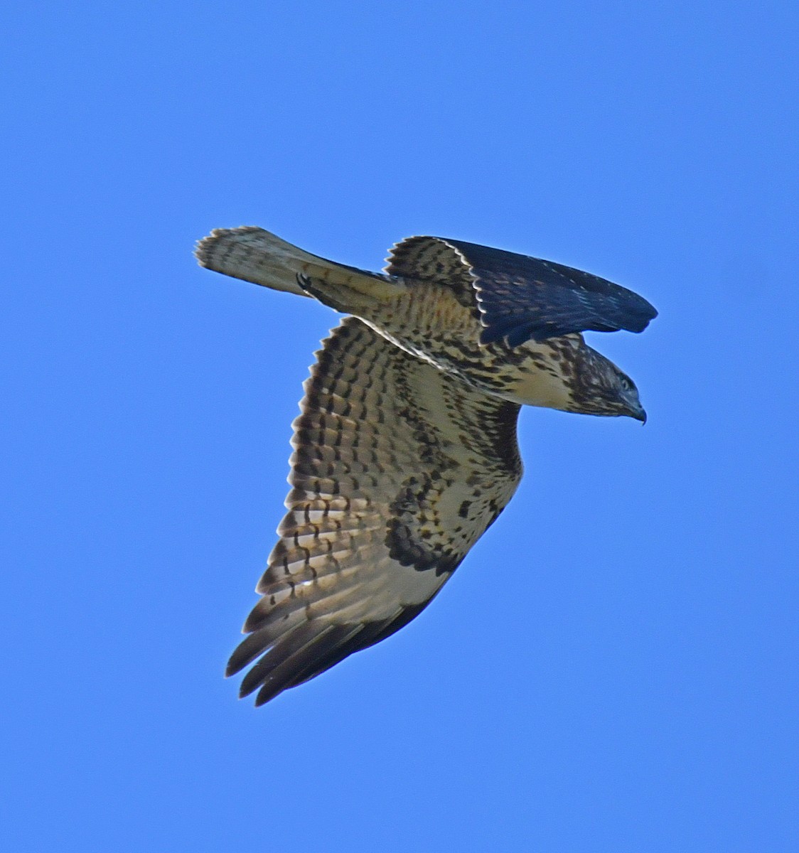 Red-tailed Hawk - ML69469341