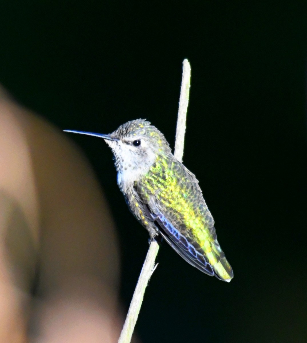 Anna's Hummingbird - ML69469631