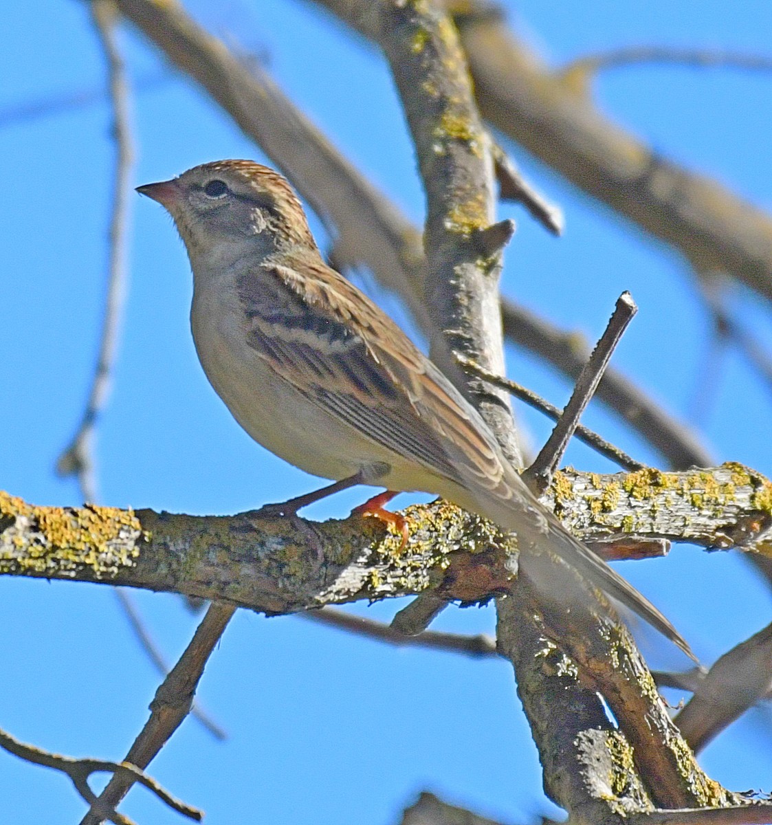 Chipping Sparrow - ML69469791