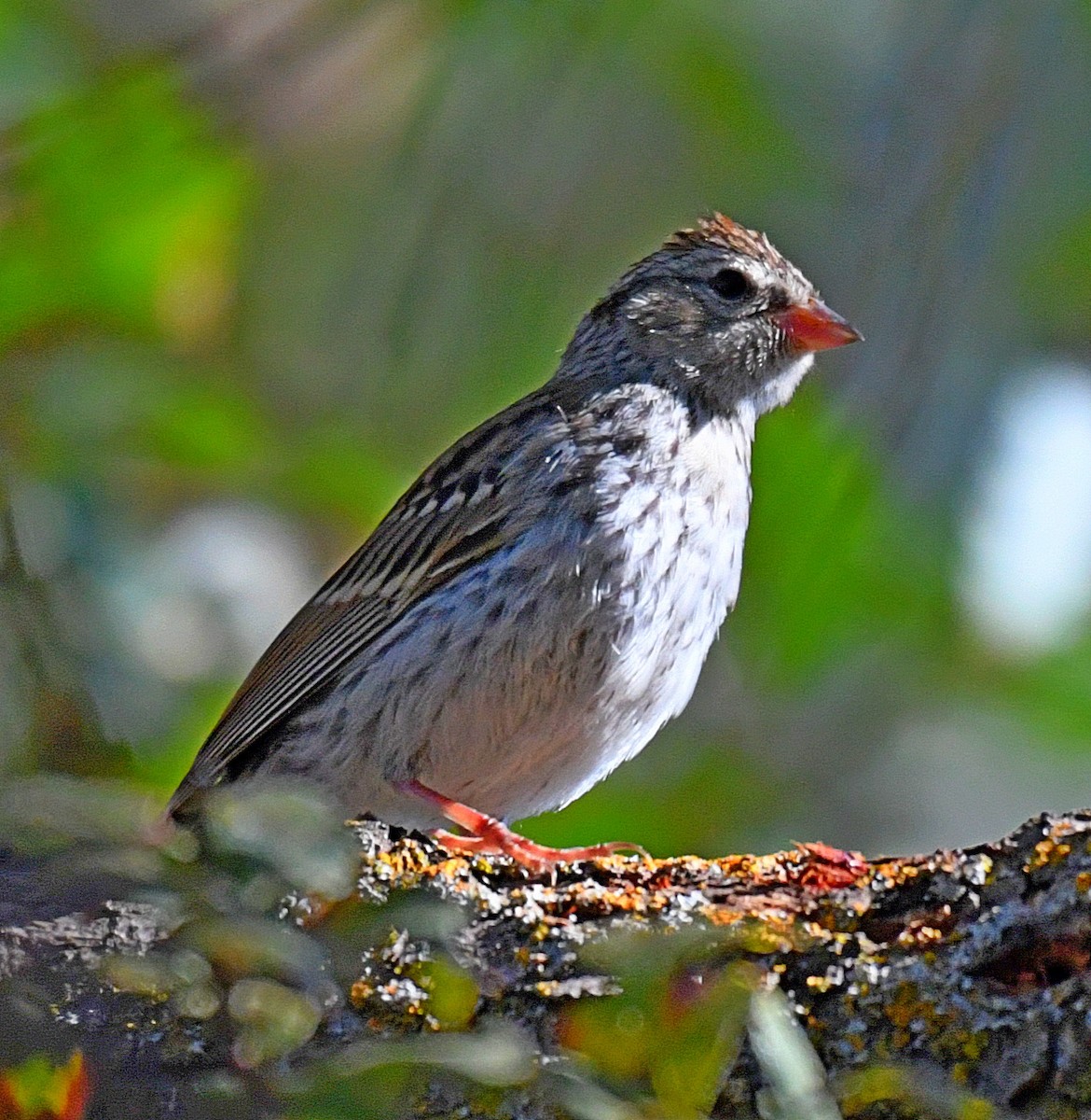 Chipping Sparrow - ML69469821