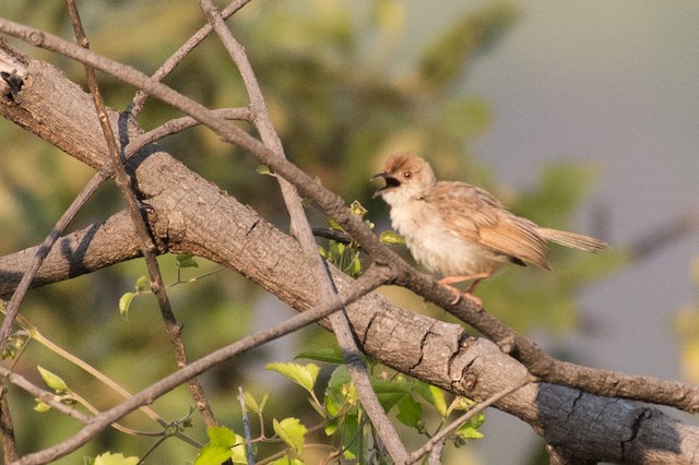 Rattling Cisticola