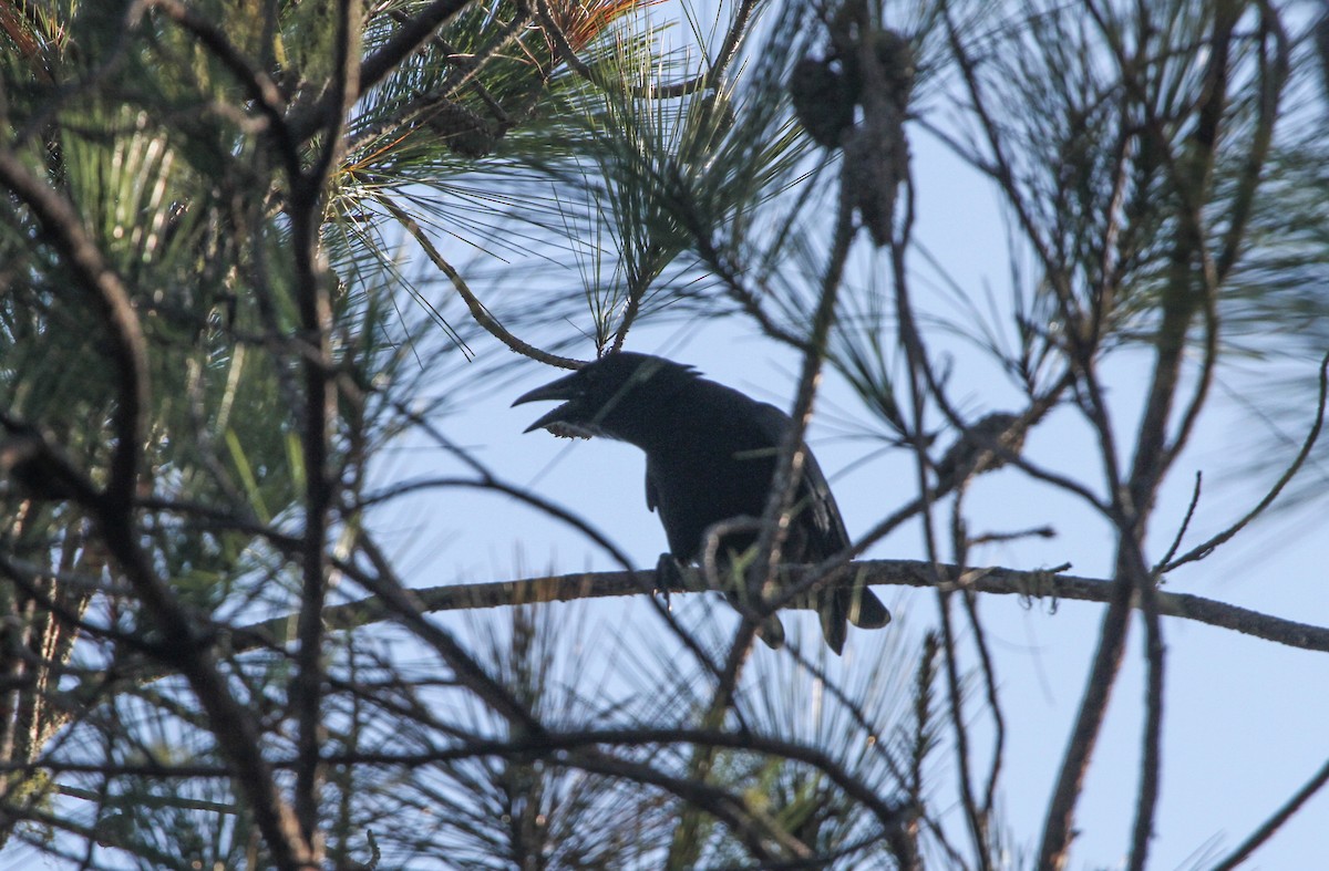 Hispaniolan Palm-Crow - ML69470541