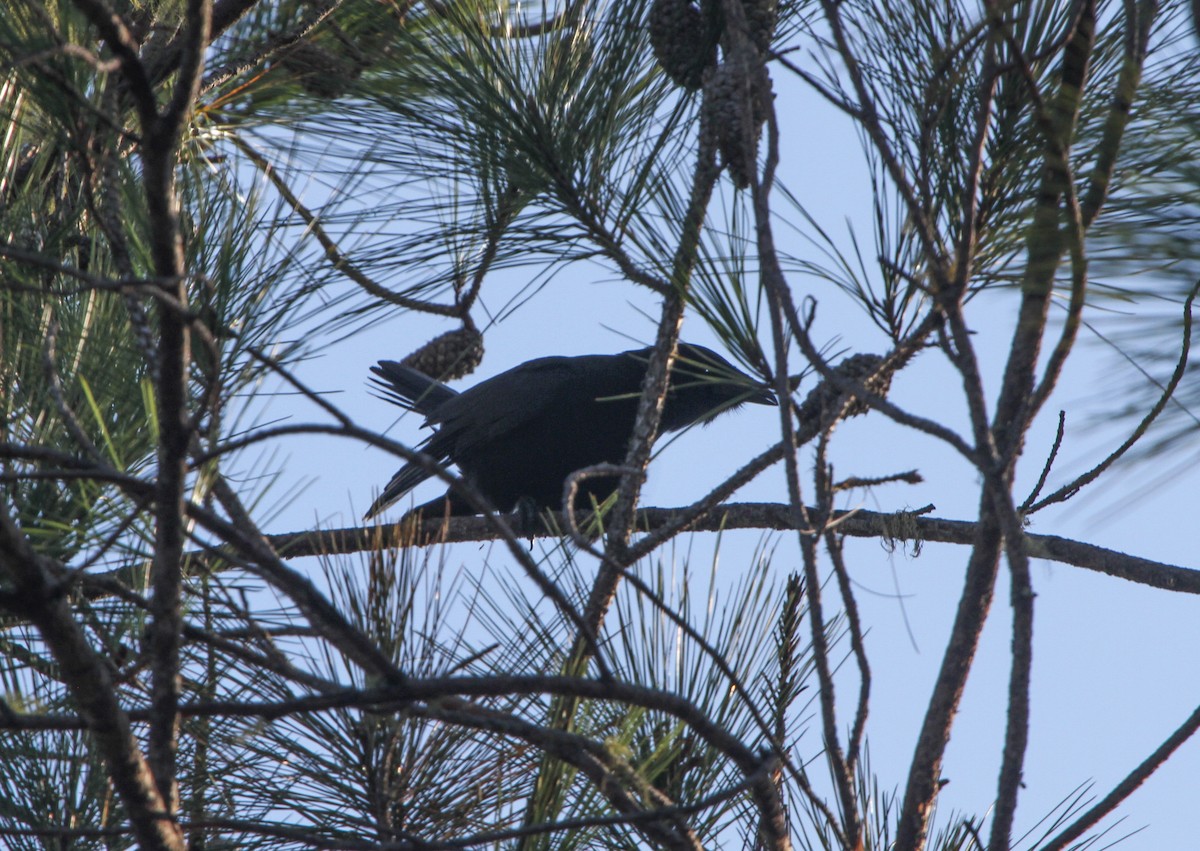 Hispaniolan Palm-Crow - ML69470561