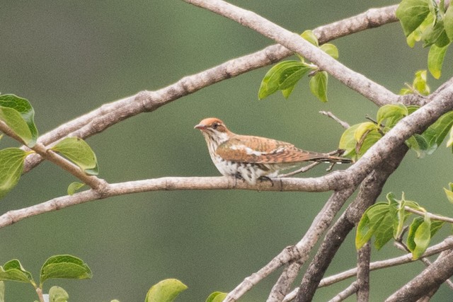 Dideric Cuckoo