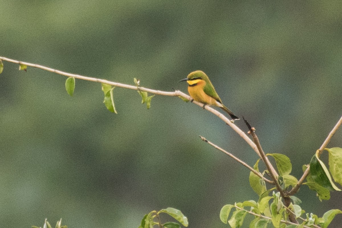 Little Bee-eater - ML69470651