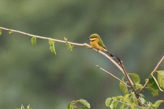 Little Bee-eater