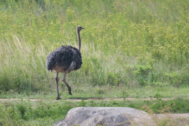 Common Ostrich