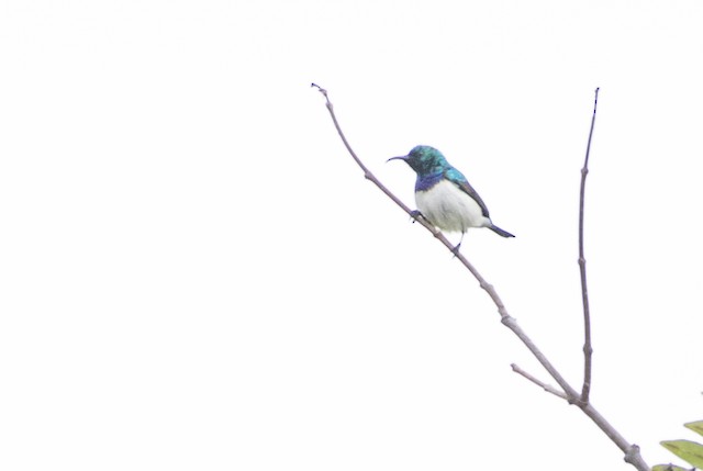 White-bellied Sunbird