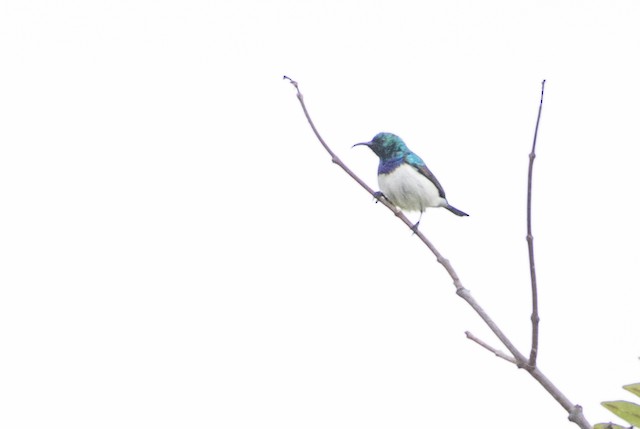 White-breasted Sunbird