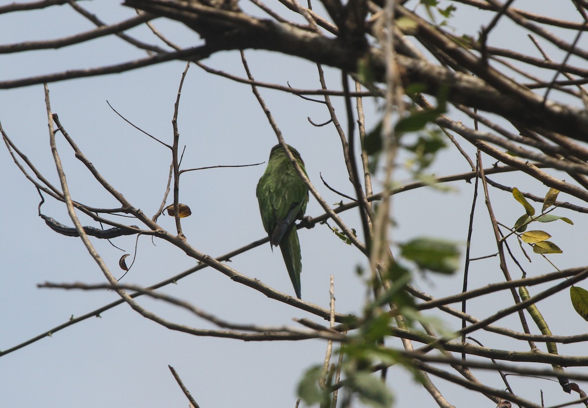 Olive-throated Parakeet - ML69471401