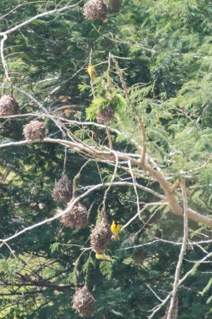 Southern Masked-Weaver