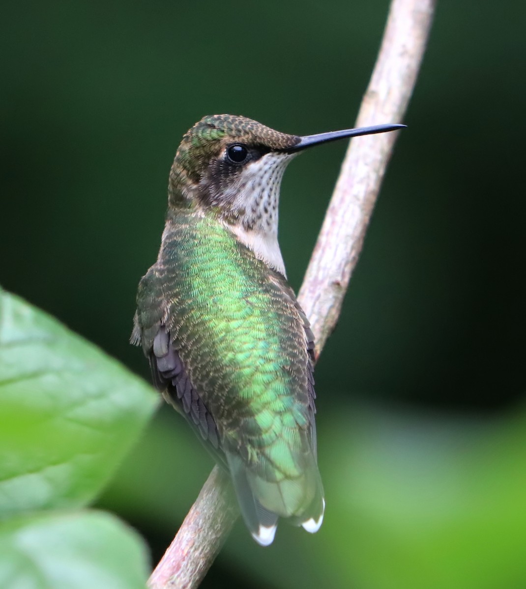 Ruby-throated Hummingbird - ML69471661