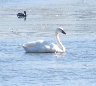 Tundra Swan, ML69472721