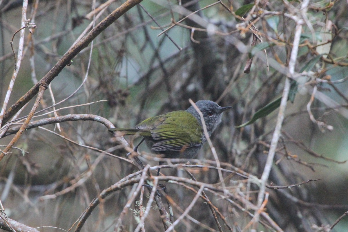 Green-tailed Warbler - ML69472931