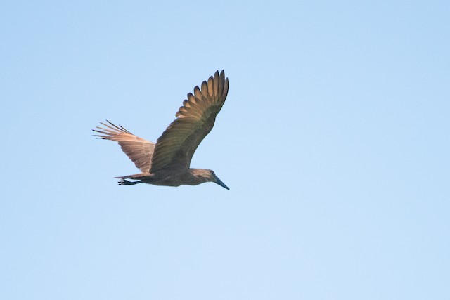 Hamerkop