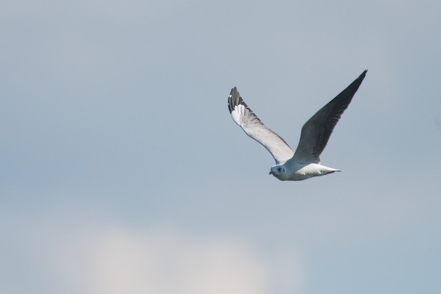 Gray-hooded Gull