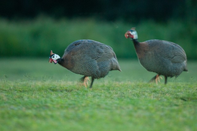 Helmeted Guineafowl